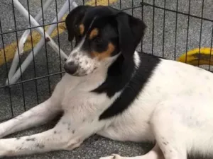Cachorro raça Srd idade 7 a 11 meses nome Jorginho
