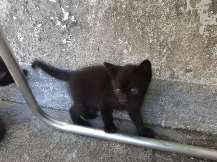 Gato ra a  idade 2 a 6 meses nome Pantera 