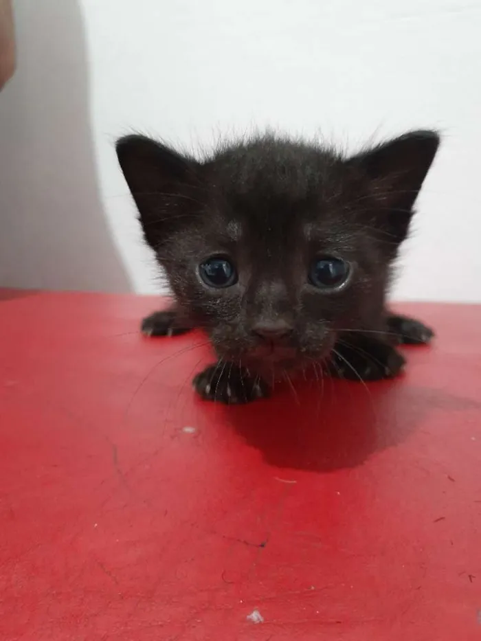 Gato ra a  idade 2 a 6 meses nome Pantera 