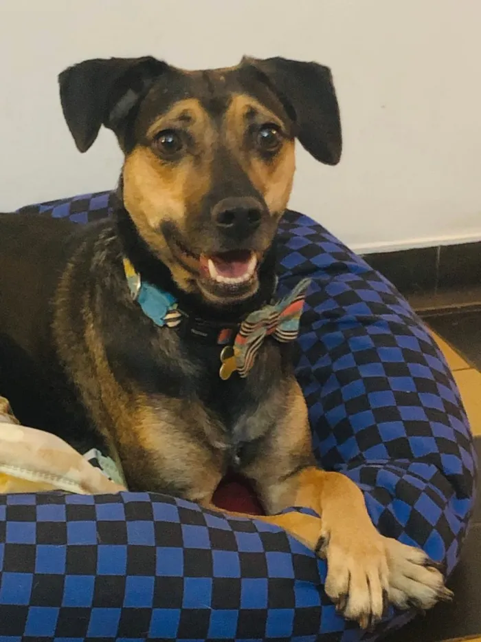 Cachorro ra a SRD idade 3 anos nome Neno
