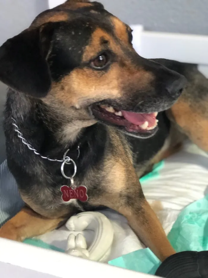 Cachorro ra a SRD idade 3 anos nome Neno