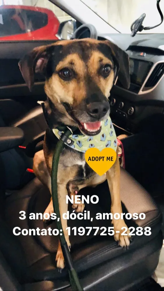 Cachorro ra a SRD idade 3 anos nome Neno