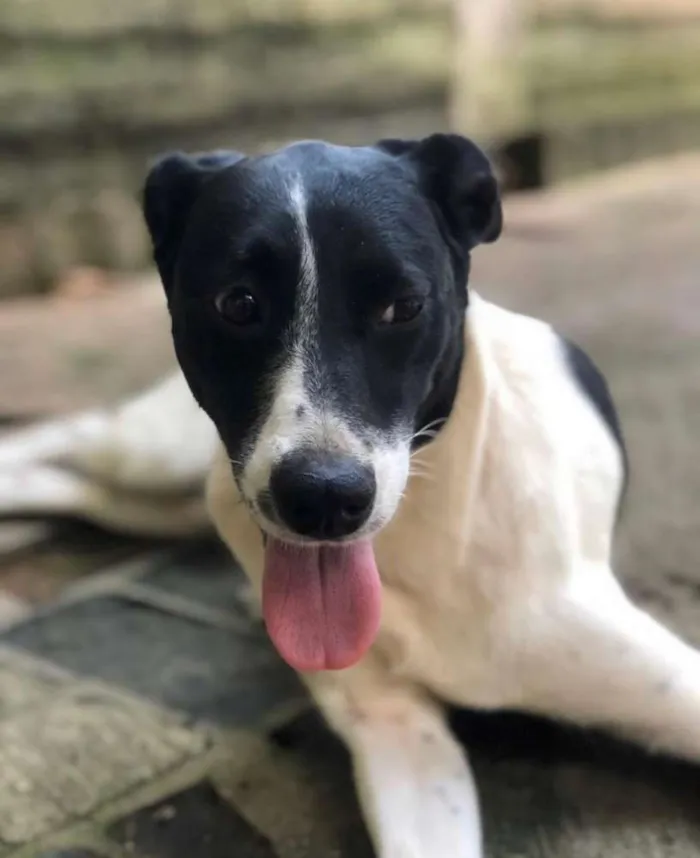 Cachorro ra a SRD idade 2 anos nome CINDY
