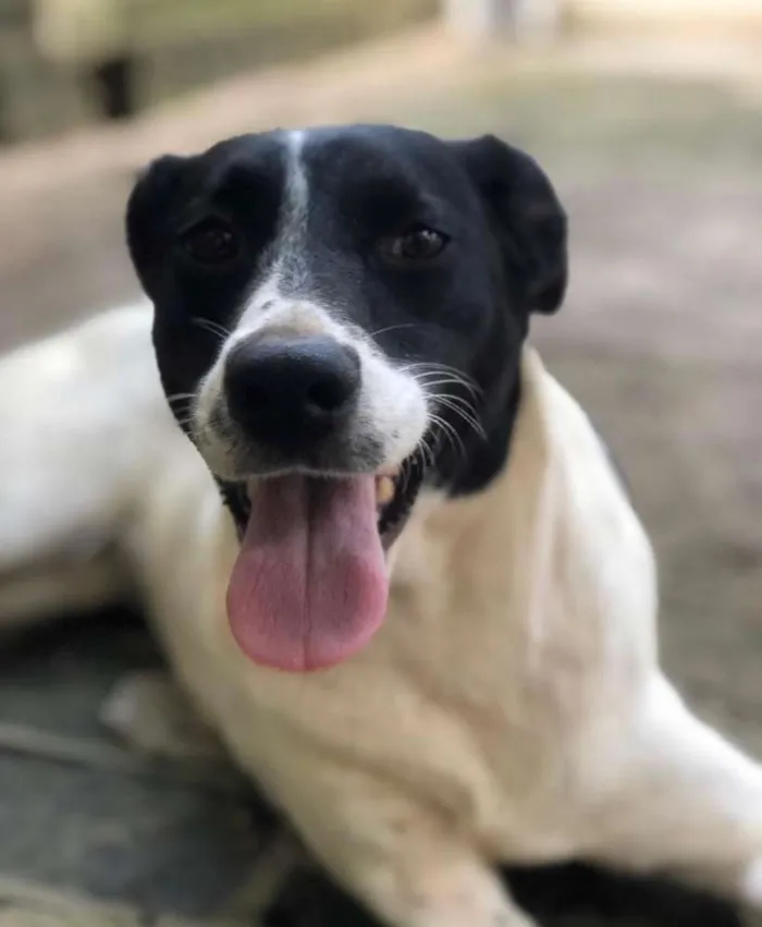 Cachorro ra a SRD idade 2 anos nome CINDY