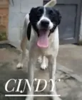 CINDY