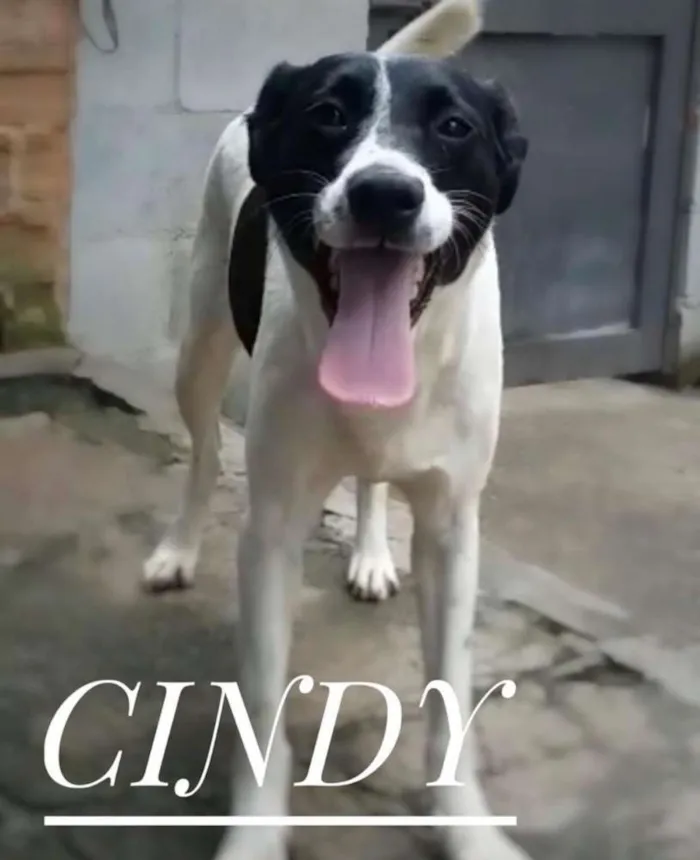 Cachorro ra a SRD idade 2 anos nome CINDY
