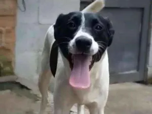 Cachorro raça SRD idade 2 anos nome CINDY
