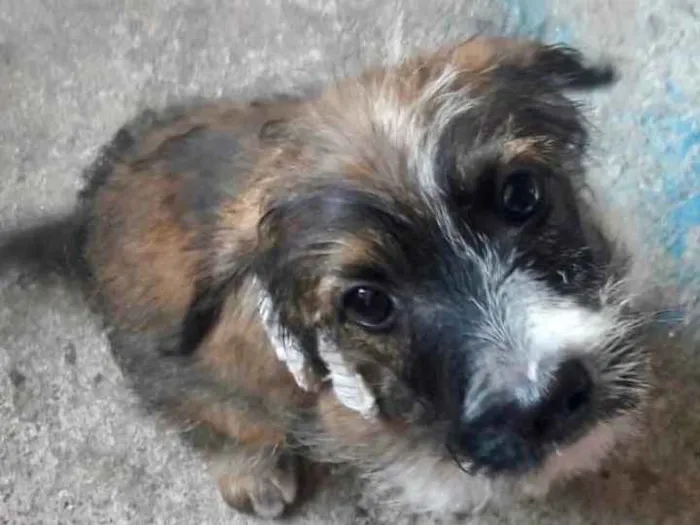 Cachorro raça SRD idade 2 a 6 meses nome Estopinha