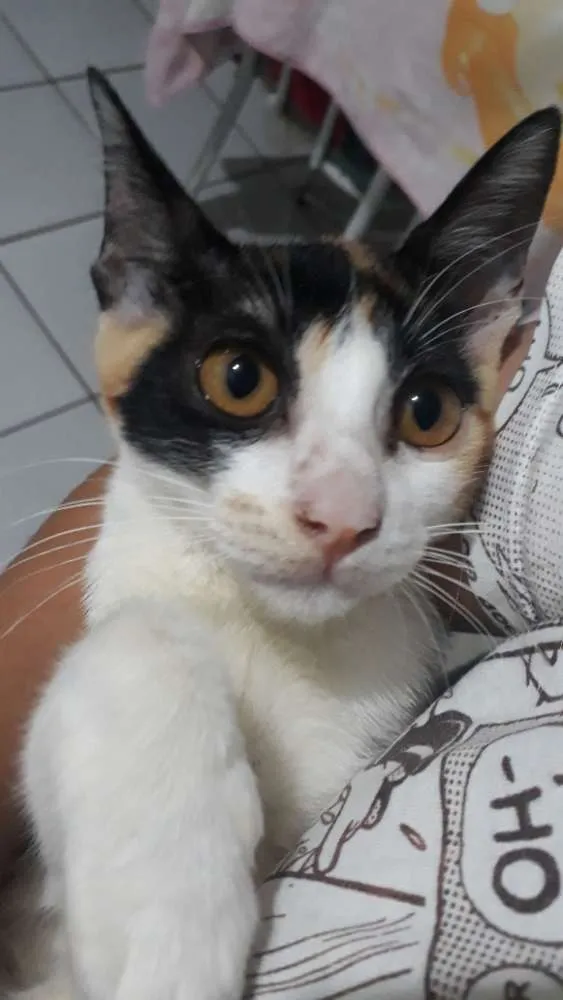 Gato ra a  idade 2 a 6 meses nome Não tem 