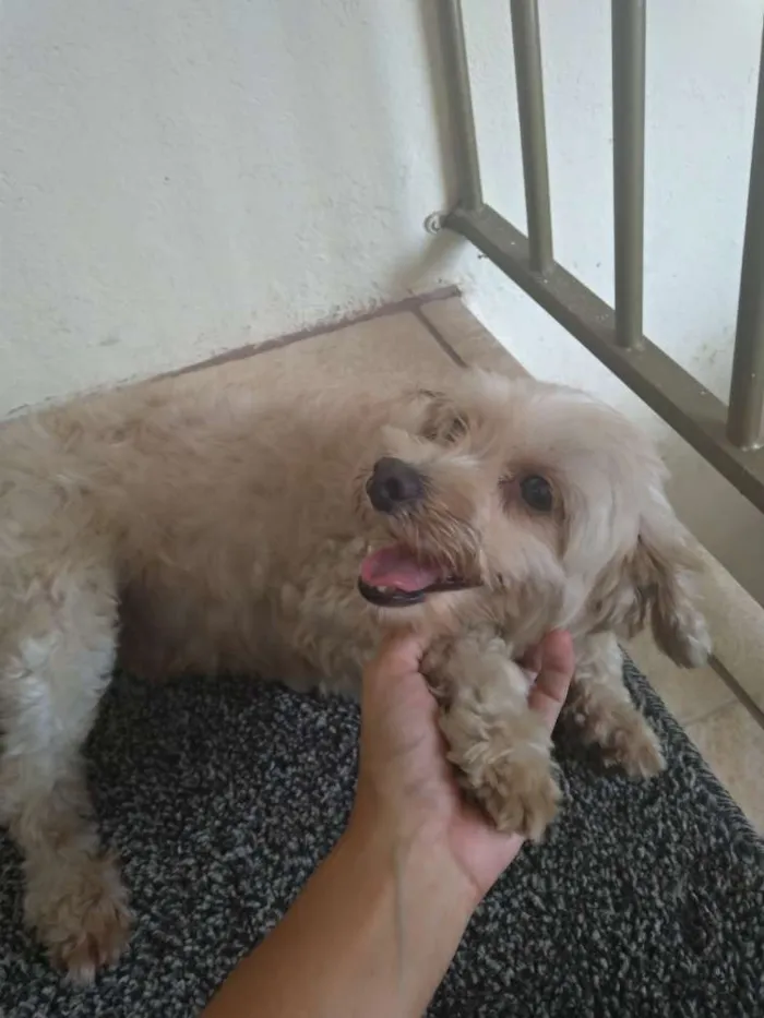 Cachorro raça SRD idade 2 anos nome Sem nome