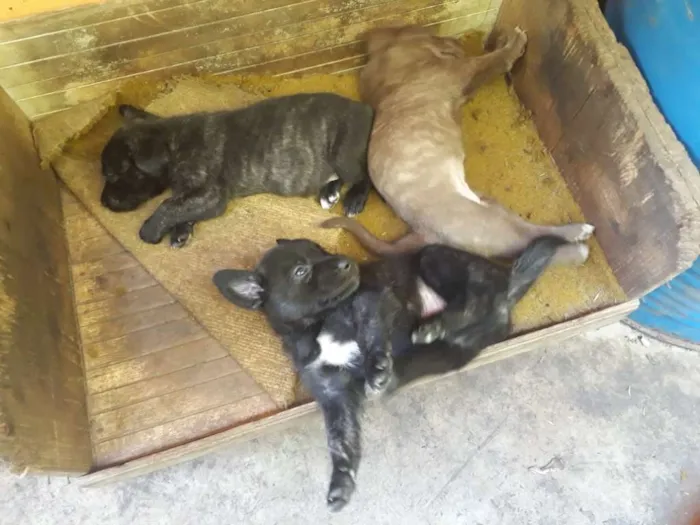 Cachorro ra a Vira lata idade Abaixo de 2 meses nome Filhotes