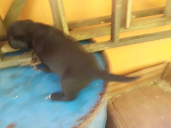 Cachorro ra a Vira lata idade Abaixo de 2 meses nome Filhotes