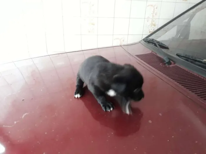 Cachorro ra a Vira lata idade Abaixo de 2 meses nome Filhotes