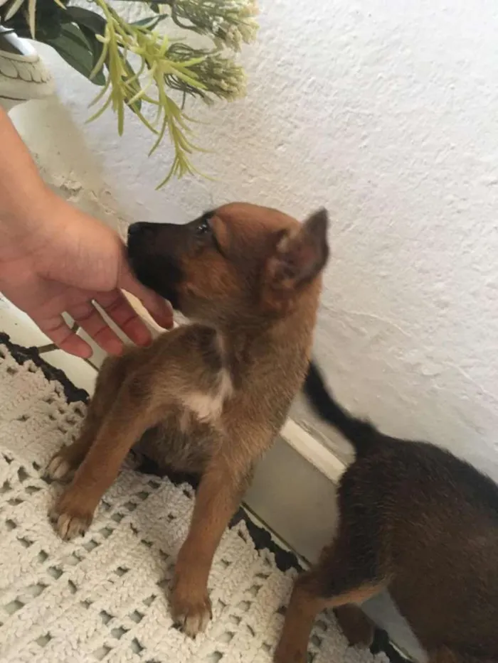 Cachorro ra a Mistura  idade 2 a 6 meses nome Não possui