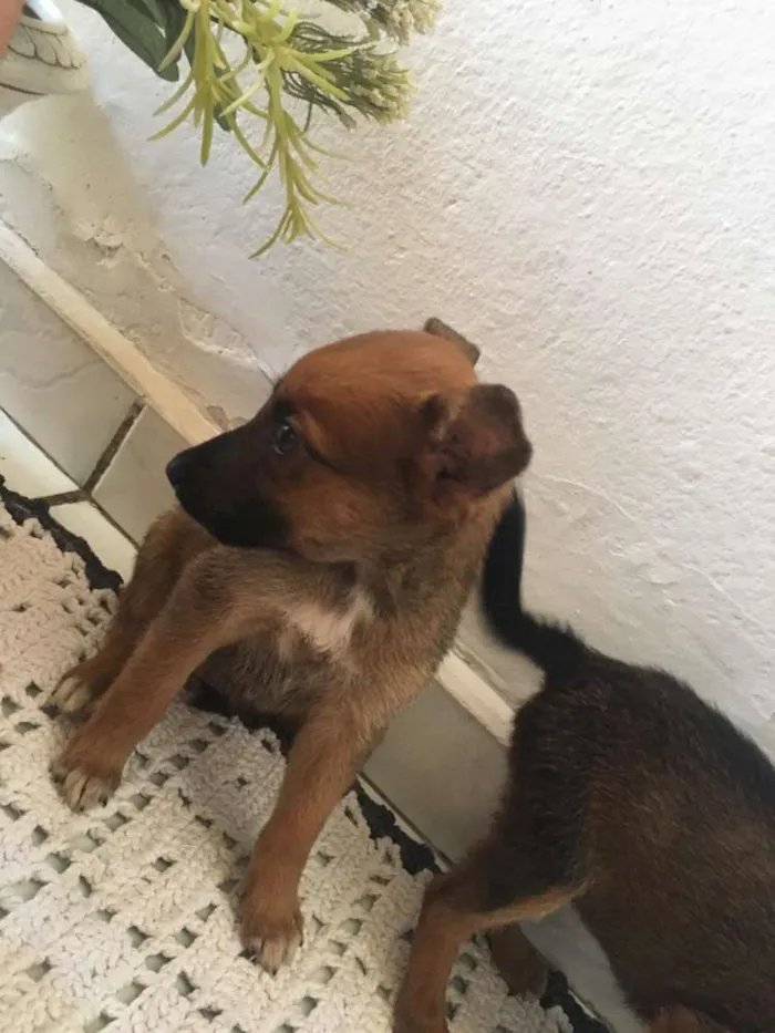 Cachorro ra a Mistura  idade 2 a 6 meses nome Não possui