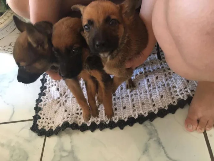 Cachorro ra a Mistura  idade 2 a 6 meses nome Não possui