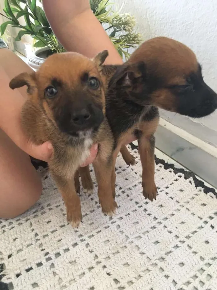 Cachorro ra a Mistura  idade 2 a 6 meses nome Não possui