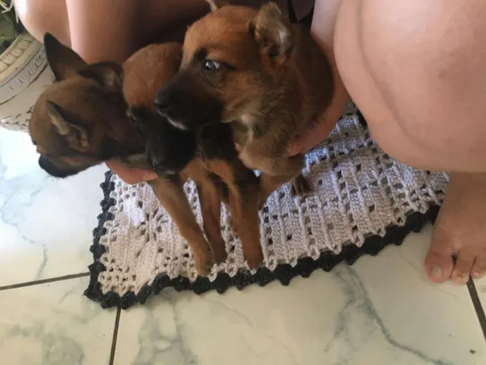 Cachorro ra a Mistura  idade 2 a 6 meses nome Não possui