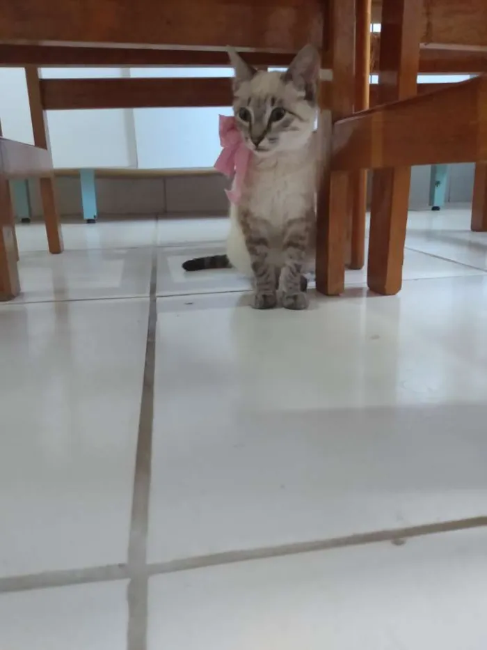 Gato raça  idade 2 a 6 meses nome Nina,sheide,done