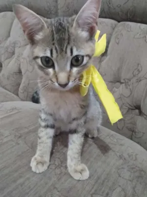 Gato raça  idade 2 a 6 meses nome Nina,sheide,done