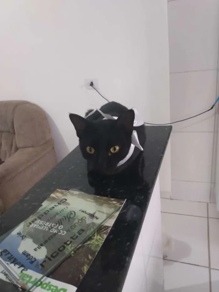 Gato raça  idade 2 anos nome Gumball,Leon,Pedrito