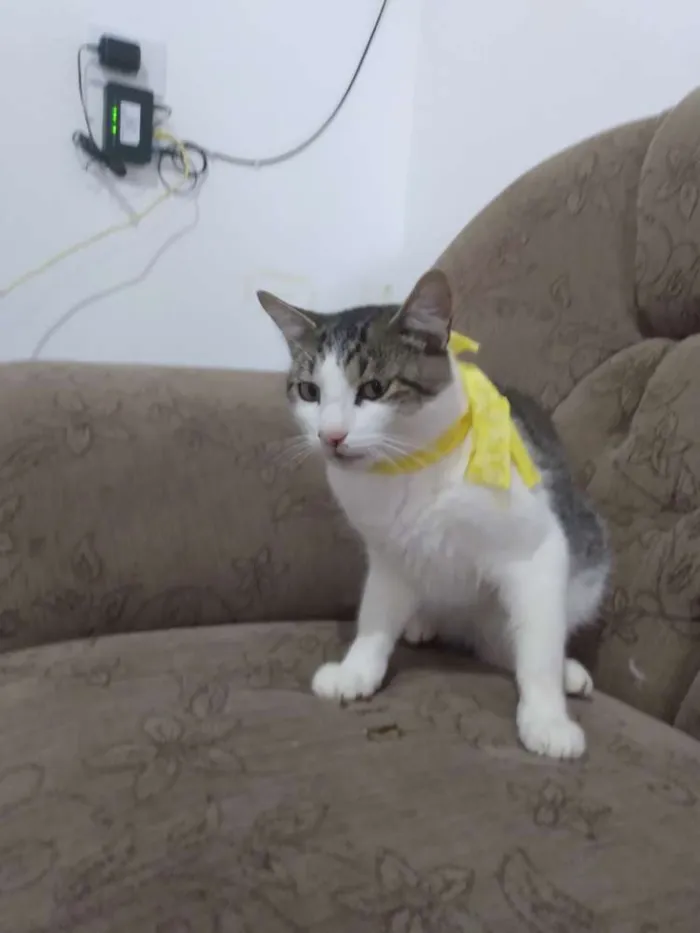 Gato raça  idade 2 anos nome Gumball,Leon,Pedrito