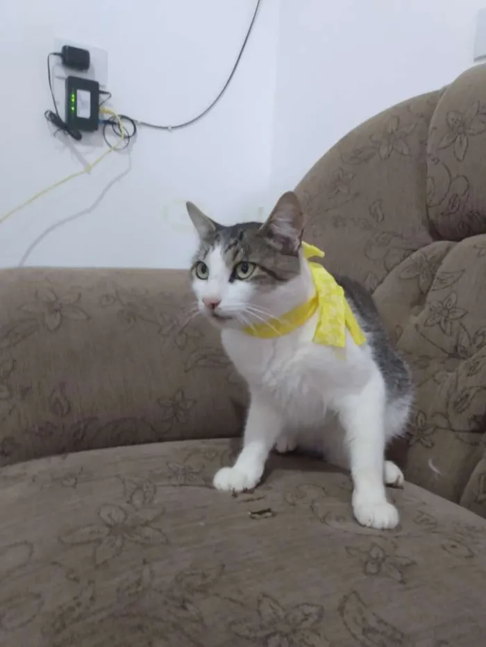 Gato raça  idade 2 anos nome Gumball,Leon,Pedrito