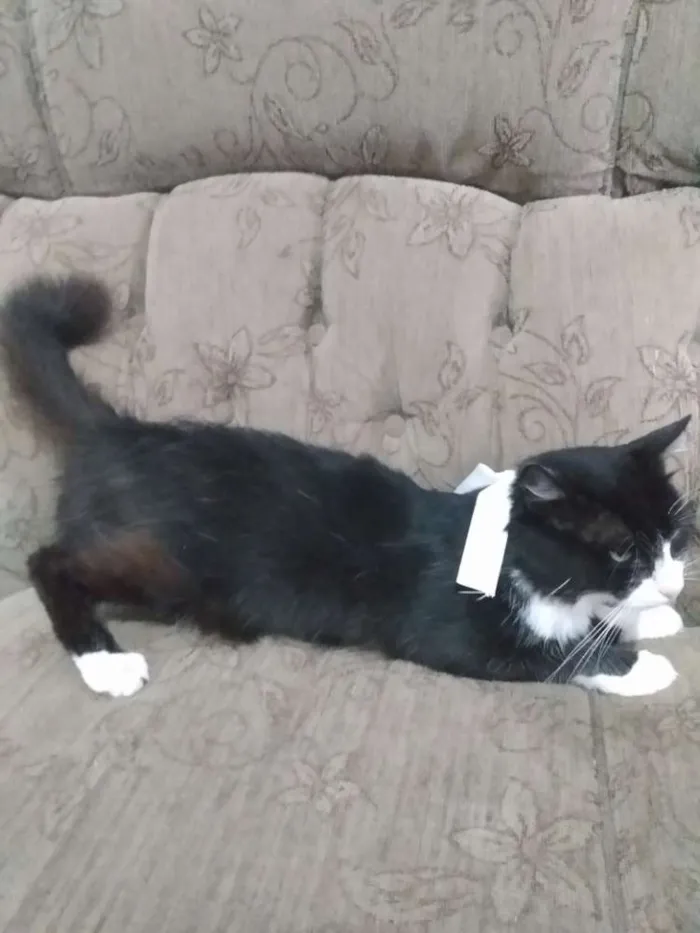 Gato raça  idade 2 anos nome Gumball,Leon,Pedrito