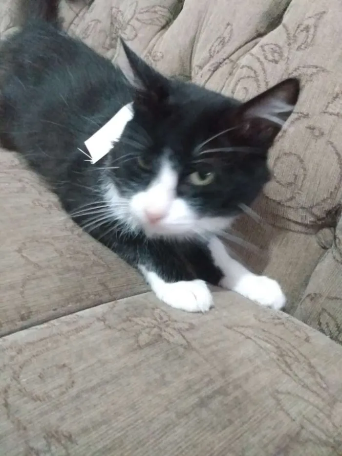 Gato raça  idade 2 anos nome Gumball,Leon,Pedrito