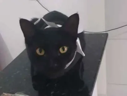 Gato raça  idade 2 anos nome Gumball,Leon,Pedrito