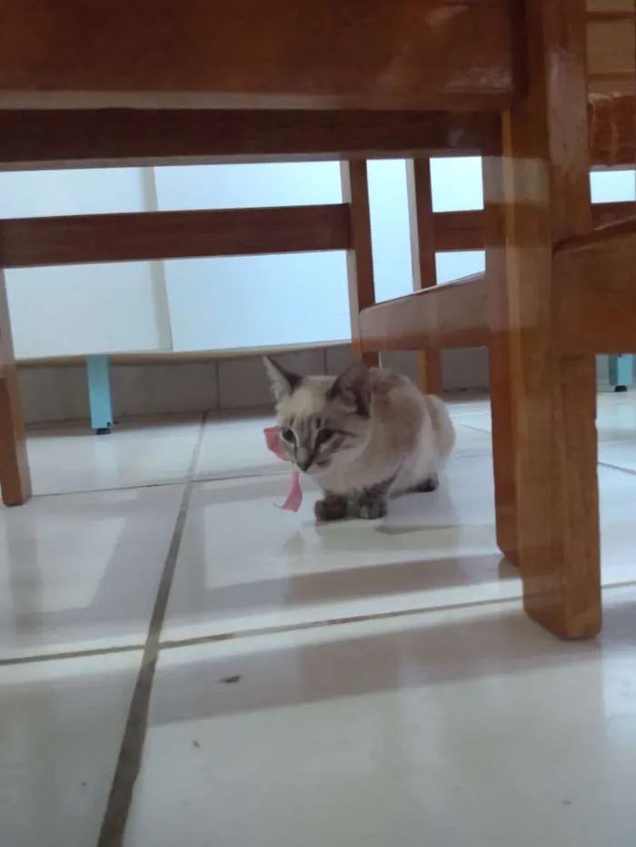 Gato raça  idade 2 a 6 meses nome Nina,sheide,done