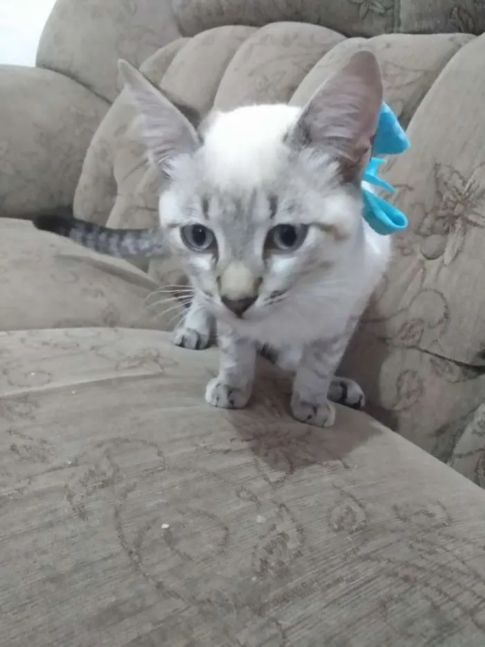 Gato raça  idade 2 a 6 meses nome Nina,sheide,done