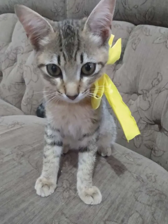 Gato raça  idade 2 a 6 meses nome Nina,sheide,done