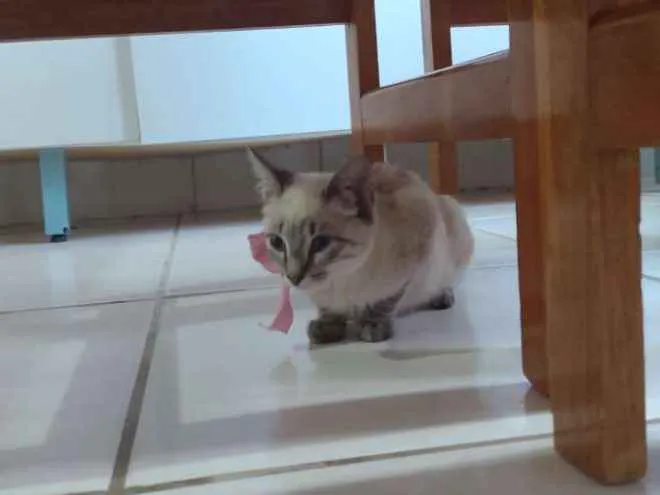 Gato raça  idade 2 a 6 meses nome Nina,sheide,done
