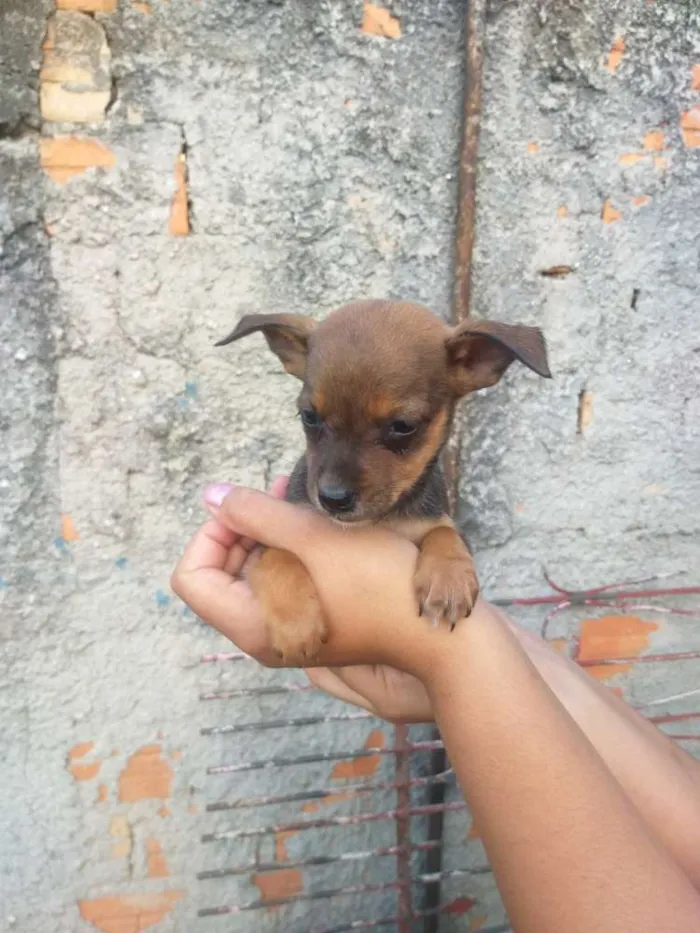 Cachorro ra a Mestiço  idade Abaixo de 2 meses nome Filhotes 