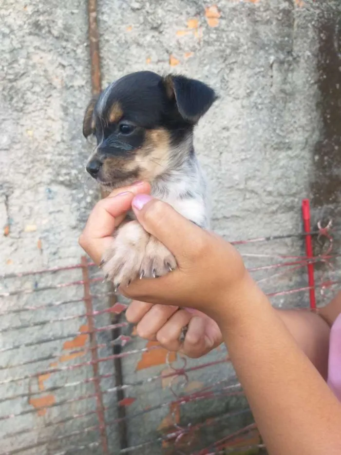 Cachorro ra a Mestiço  idade Abaixo de 2 meses nome Filhotes 