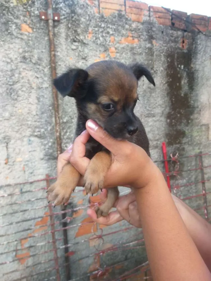 Cachorro ra a Mestiço  idade Abaixo de 2 meses nome Filhotes 