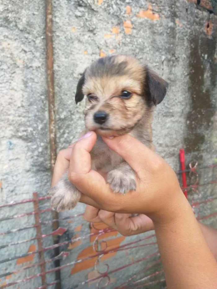 Cachorro ra a Mestiço  idade Abaixo de 2 meses nome Filhotes 