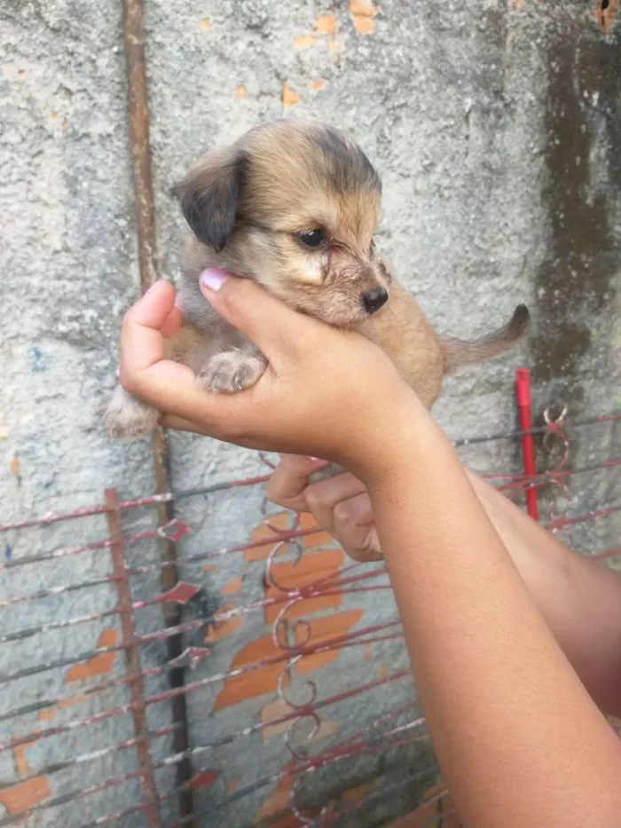 Cachorro ra a Mestiço  idade Abaixo de 2 meses nome Filhotes 