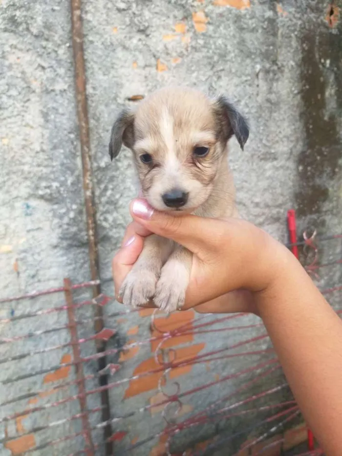 Cachorro ra a Mestiço  idade Abaixo de 2 meses nome Filhotes 