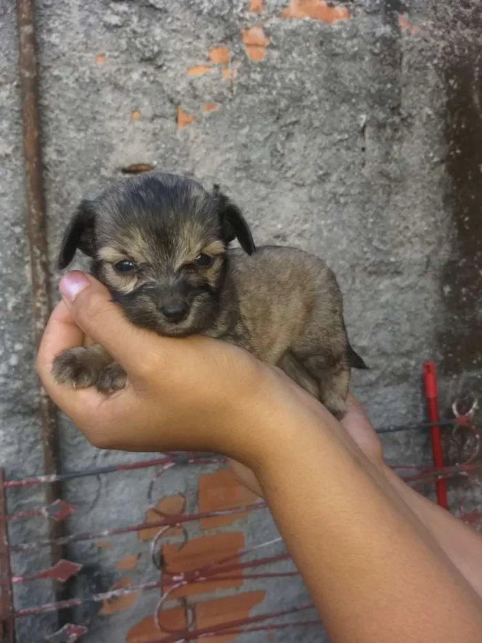 Cachorro ra a Mestiço  idade Abaixo de 2 meses nome Filhotes 