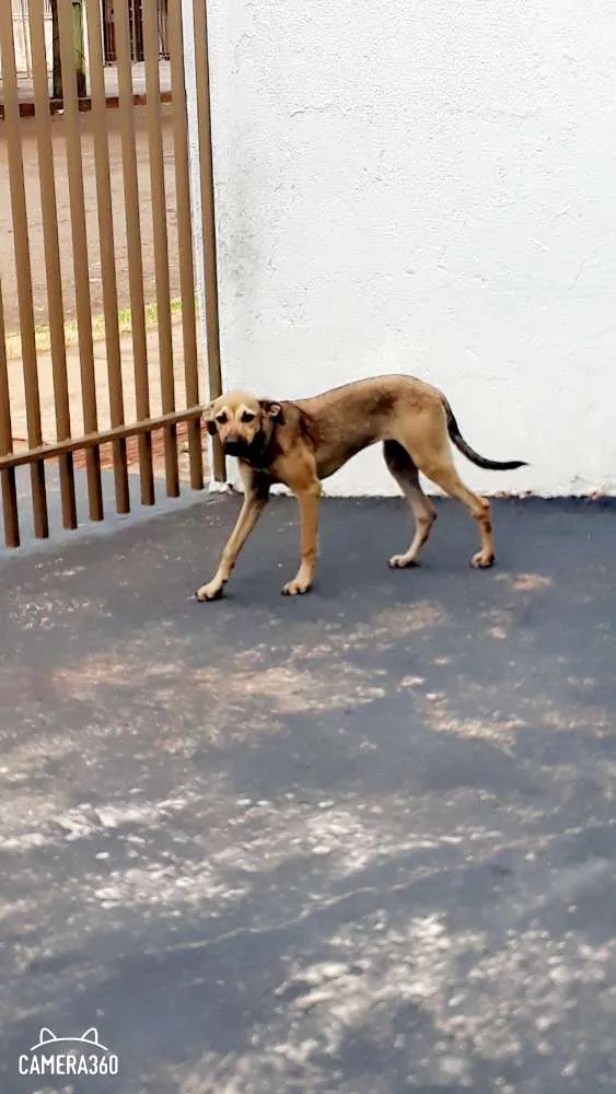 Cachorro ra a Vira lata idade 2 a 6 meses nome Layza