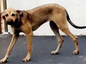 Cachorro raça Vira lata idade 2 a 6 meses nome Layza