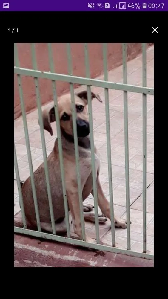 Cachorro ra a Vira lata idade 2 a 6 meses nome LAYZA