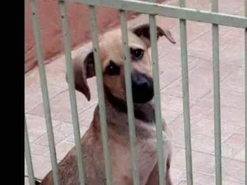 Cachorro ra a Vira lata idade 2 a 6 meses nome LAYZA