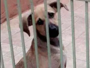 Cachorro raça Vira lata idade 2 a 6 meses nome LAYZA