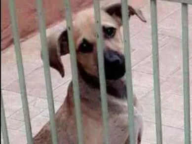 Cachorro ra a Vira lata idade 2 a 6 meses nome LAYZA