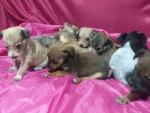 Cachorro raça Mestiço  idade Abaixo de 2 meses nome Filhotes 