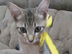 Gato raça  idade 2 a 6 meses nome Nina,sheide,done