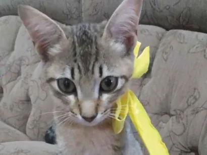 Gato raça  idade 2 a 6 meses nome Nina,sheide,done